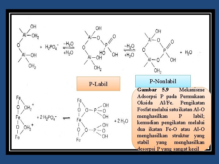 P Labil P Nonlabil Gambar 5. 9 Mekanisme Adsorpsi P pada Permukaan Oksida Al/Fe.