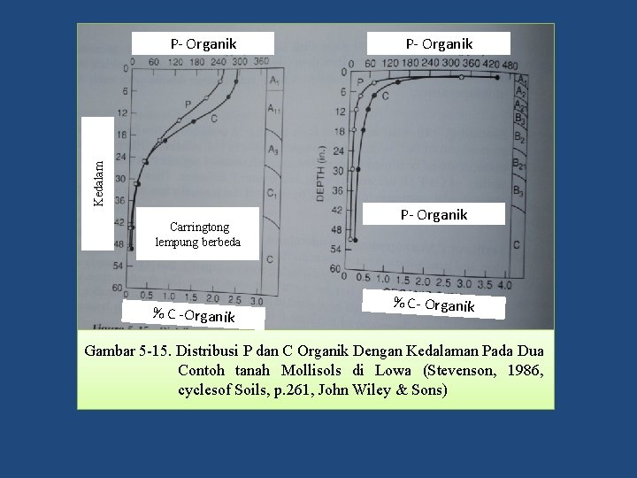 Kedalam P- Organik Carringtong lempung berbeda % C -Organik P- Organik % C- Organik