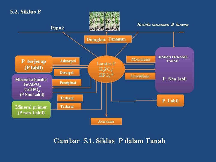 5. 2. Siklus P Residu tanaman & hewan Pupuk Diangkut Tanaman P terjerap (P