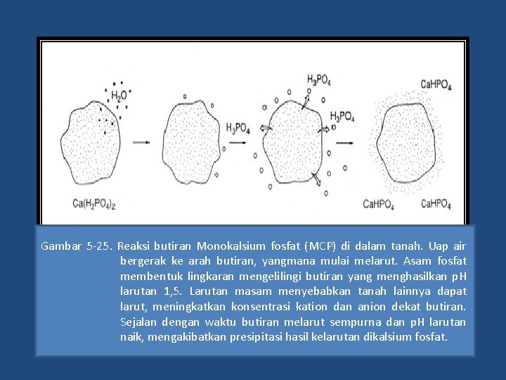 Gambar 5 -25. Reaksi butiran Monokalsium fosfat (MCP) di dalam tanah. Uap air bergerak