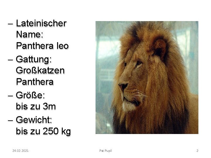 - Lateinischer Name: Panthera leo - Gattung: Großkatzen Panthera - Größe: bis zu 3