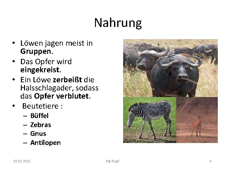 Nahrung • Löwen jagen meist in Gruppen. • Das Opfer wird eingekreist. • Ein