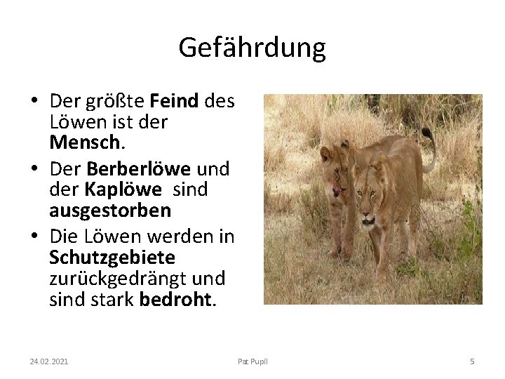 Gefährdung • Der größte Feind des Löwen ist der Mensch. • Der Berberlöwe und