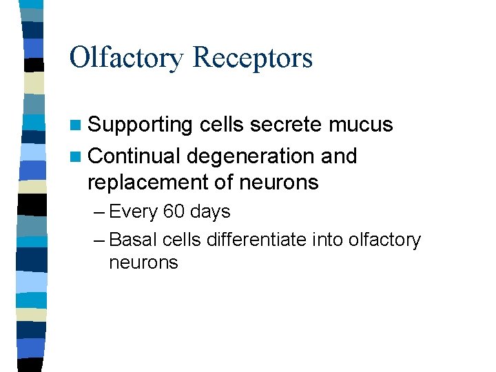 Olfactory Receptors n Supporting cells secrete mucus n Continual degeneration and replacement of neurons Olfactory Receptors n Supporting cells secrete mucus n Continual degeneration and replacement of neurons