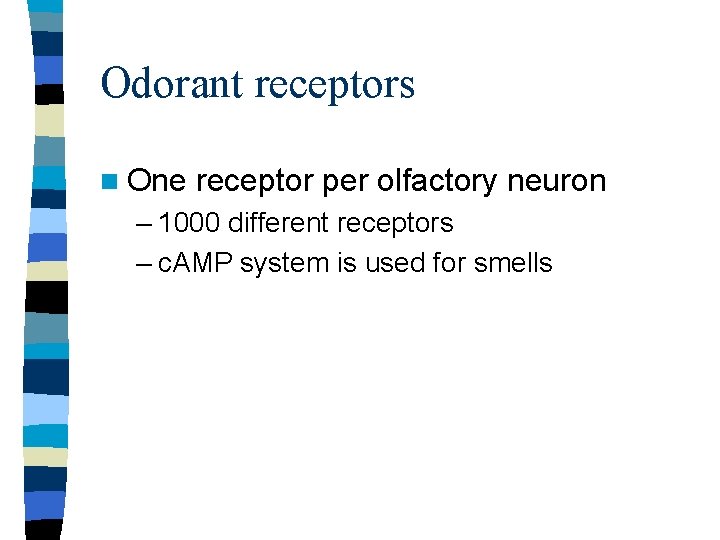 Odorant receptors n One receptor per olfactory neuron – 1000 different receptors – c. Odorant receptors n One receptor per olfactory neuron – 1000 different receptors – c.