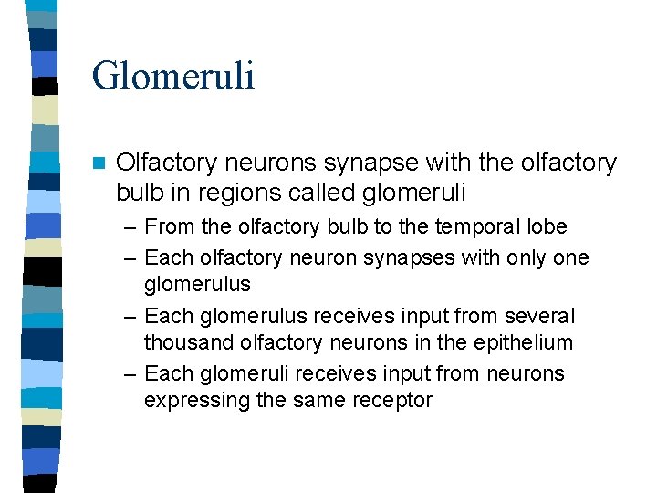 Glomeruli n Olfactory neurons synapse with the olfactory bulb in regions called glomeruli – Glomeruli n Olfactory neurons synapse with the olfactory bulb in regions called glomeruli –