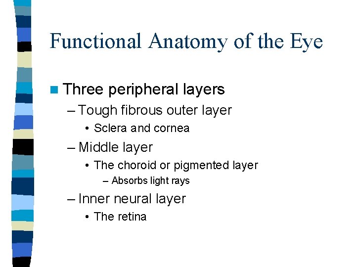 Functional Anatomy of the Eye n Three peripheral layers – Tough fibrous outer layer Functional Anatomy of the Eye n Three peripheral layers – Tough fibrous outer layer
