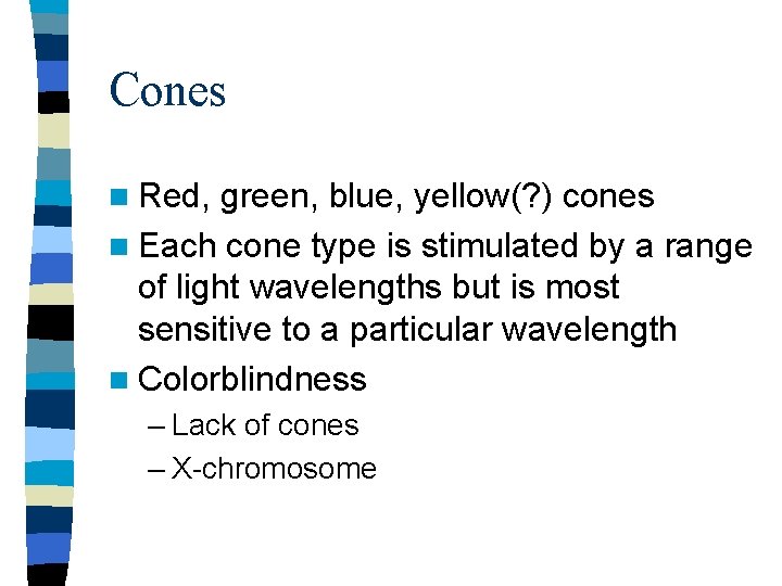 Cones n Red, green, blue, yellow(? ) cones n Each cone type is stimulated Cones n Red, green, blue, yellow(? ) cones n Each cone type is stimulated