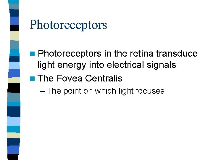 Photoreceptors n Photoreceptors in the retina transduce light energy into electrical signals n The Photoreceptors n Photoreceptors in the retina transduce light energy into electrical signals n The