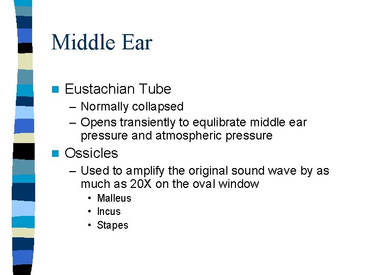Middle Ear n Eustachian Tube – Normally collapsed – Opens transiently to equlibrate middle Middle Ear n Eustachian Tube – Normally collapsed – Opens transiently to equlibrate middle