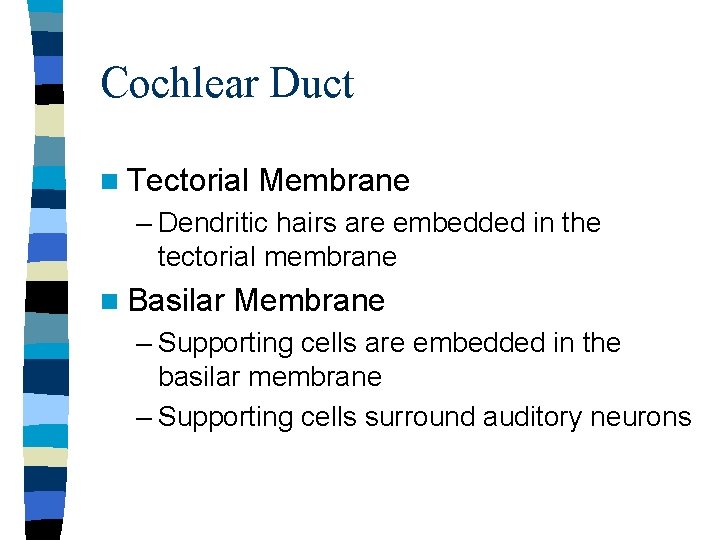 Cochlear Duct n Tectorial Membrane – Dendritic hairs are embedded in the tectorial membrane Cochlear Duct n Tectorial Membrane – Dendritic hairs are embedded in the tectorial membrane