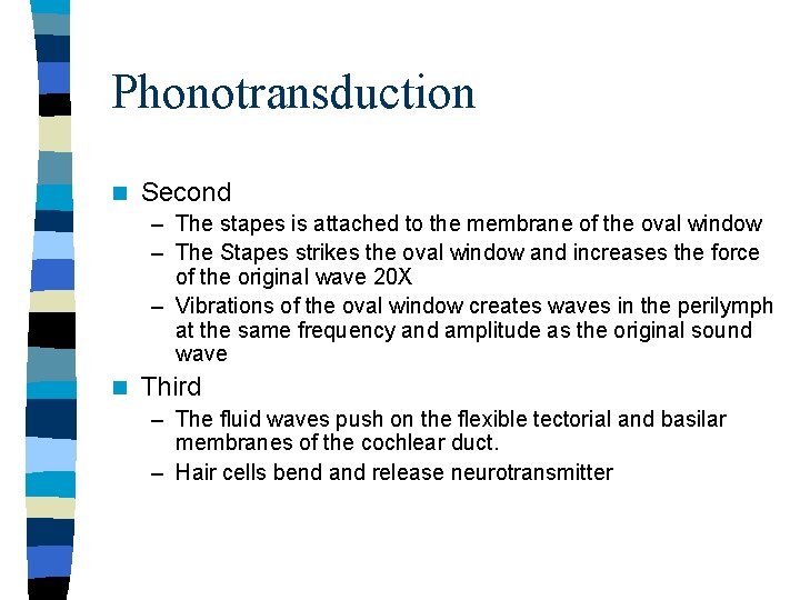 Phonotransduction n Second – The stapes is attached to the membrane of the oval Phonotransduction n Second – The stapes is attached to the membrane of the oval