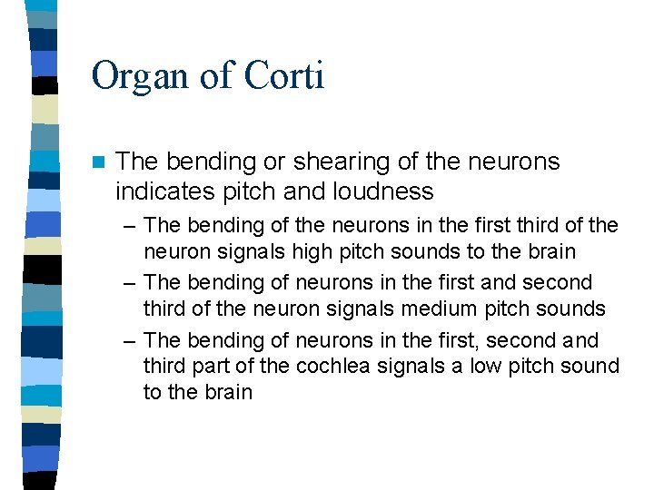 Organ of Corti n The bending or shearing of the neurons indicates pitch and Organ of Corti n The bending or shearing of the neurons indicates pitch and