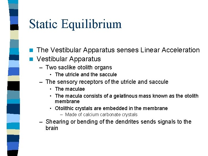 Static Equilibrium The Vestibular Apparatus senses Linear Acceleration n Vestibular Apparatus n – Two Static Equilibrium The Vestibular Apparatus senses Linear Acceleration n Vestibular Apparatus n – Two