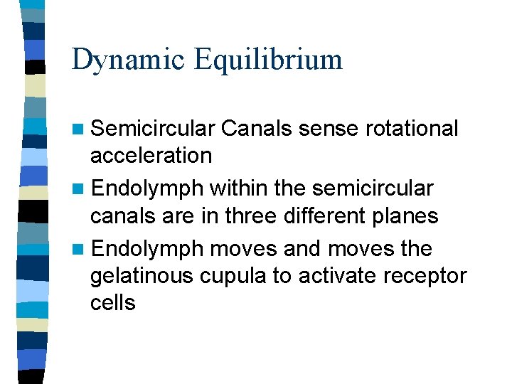 Dynamic Equilibrium n Semicircular Canals sense rotational acceleration n Endolymph within the semicircular canals Dynamic Equilibrium n Semicircular Canals sense rotational acceleration n Endolymph within the semicircular canals