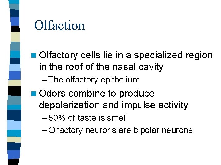 Olfaction n Olfactory cells lie in a specialized region in the roof of the Olfaction n Olfactory cells lie in a specialized region in the roof of the