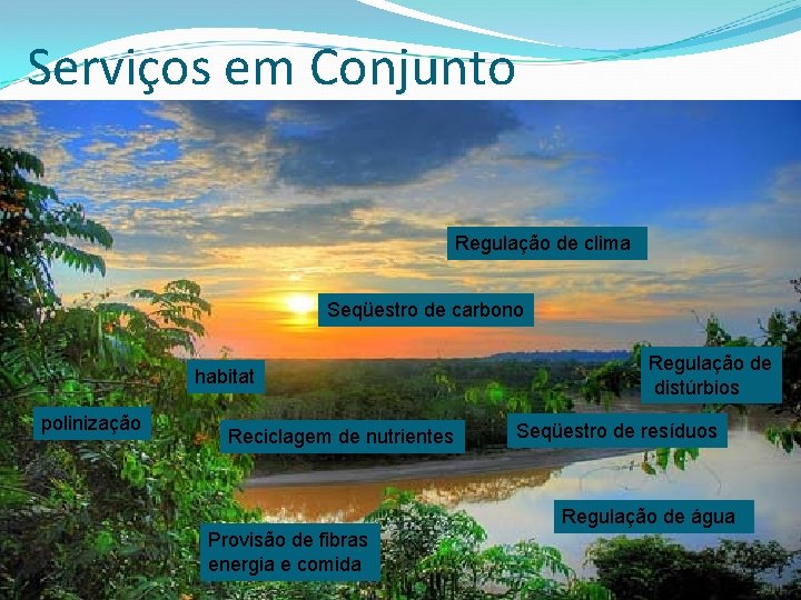 Serviços em Conjunto Regulação de clima Seqüestro de carbono habitat polinização Reciclagem de nutrientes