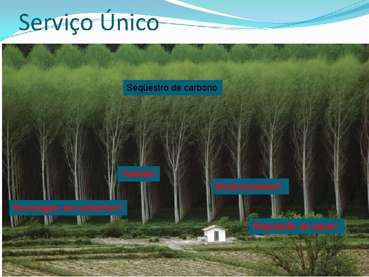 Serviço Único Seqüestro de carbono Habitat!! Biodiversidade!! Reciclagem de nutrientes!! Regulação de água!! 