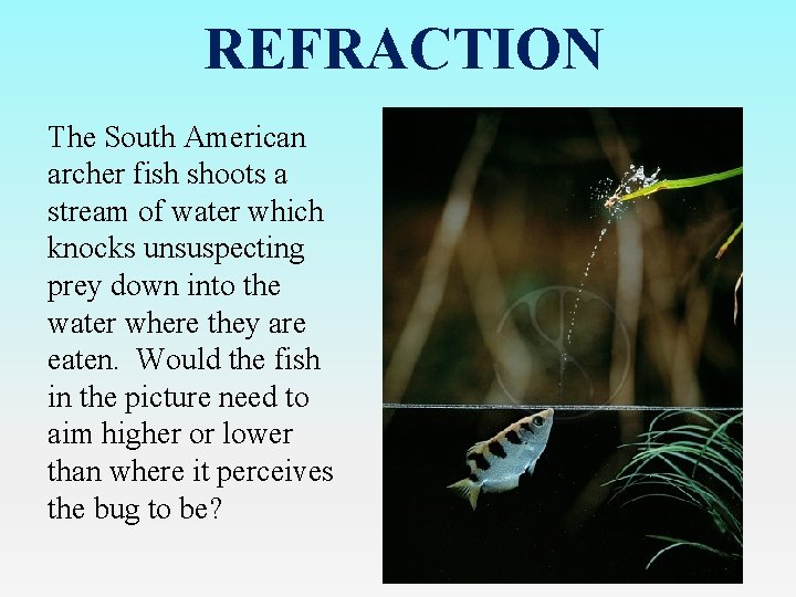 REFRACTION The South American archer fish shoots a stream of water which knocks unsuspecting