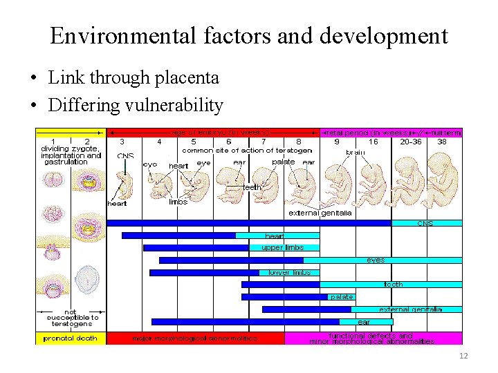 Environmental factors and development • Link through placenta • Differing vulnerability 12 