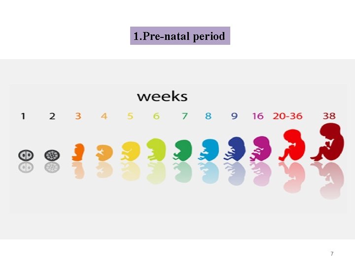 1. Pre-natal period 7 