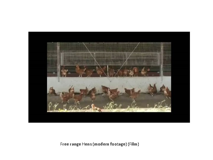 Free range Hens (modern footage) (Film) 