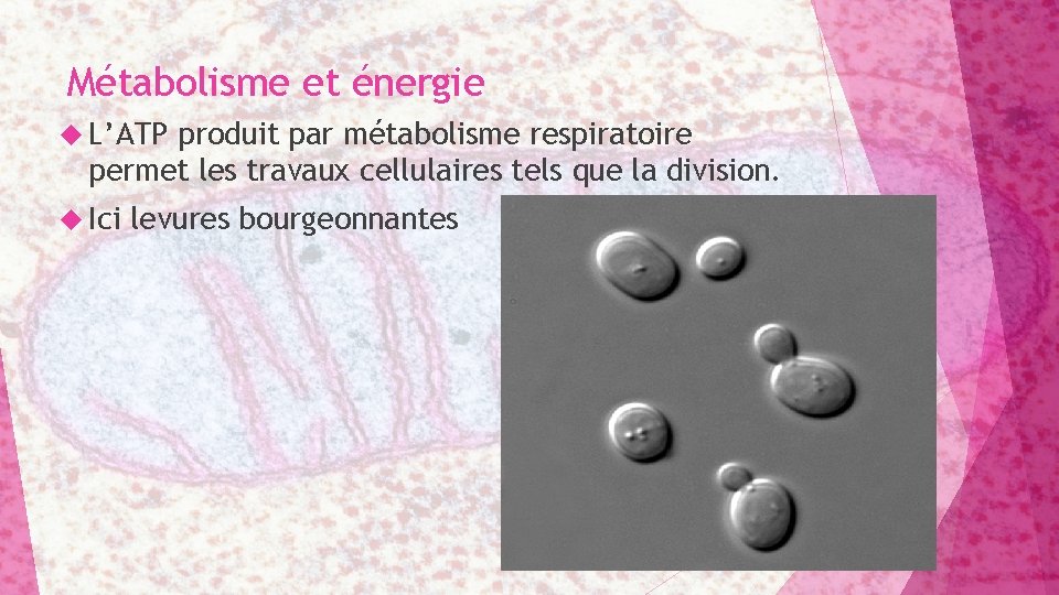 Métabolisme et énergie L’ATP produit par métabolisme respiratoire permet les travaux cellulaires tels que