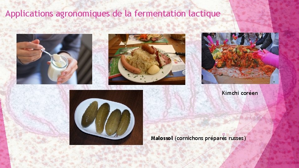 Applications agronomiques de la fermentation lactique Kimchi coréen 21 Malossol (cornichons préparés russes) 