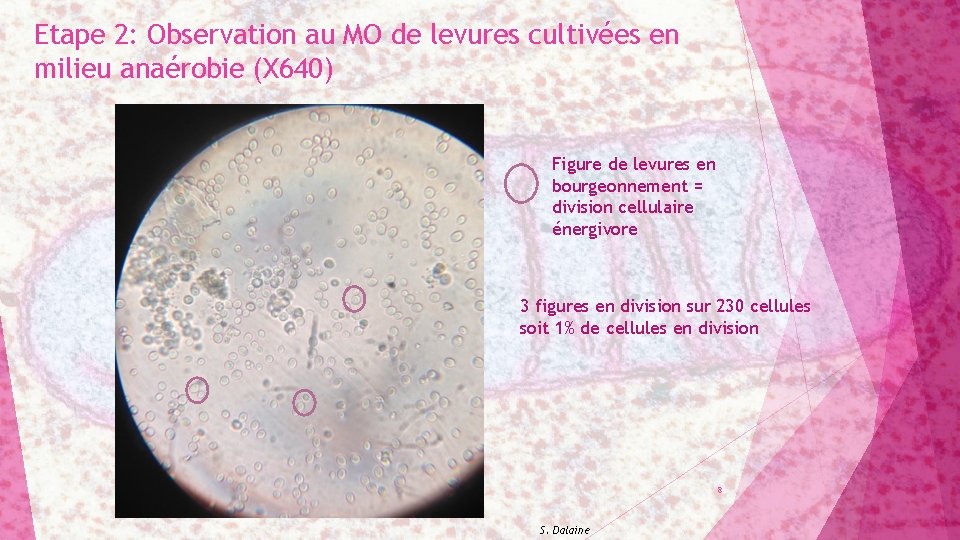 Etape 2: Observation au MO de levures cultivées en milieu anaérobie (X 640) Figure