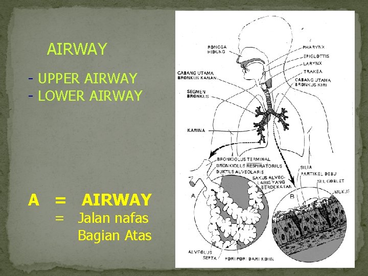 AIRWAY UPPER AIRWAY LOWER AIRWAY A = AIRWAY = Jalan nafas Bagian Atas 