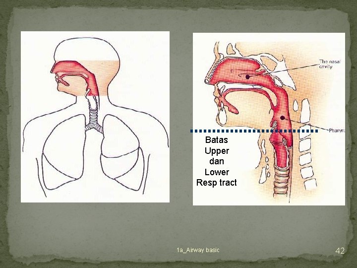 Batas Upper dan Lower Resp tract 1 a_Airway basic 42 