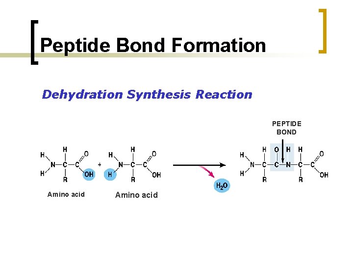 Peptide Bond Formation Dehydration Synthesis Reaction PEPTIDE BOND Amino acid 
