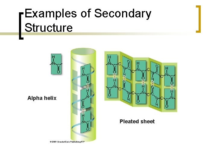 Examples of Secondary Structure Alpha helix Pleated sheet 