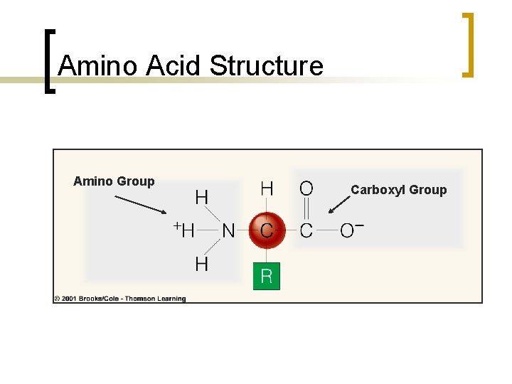 Amino Acid Structure Amino Group Carboxyl Group 