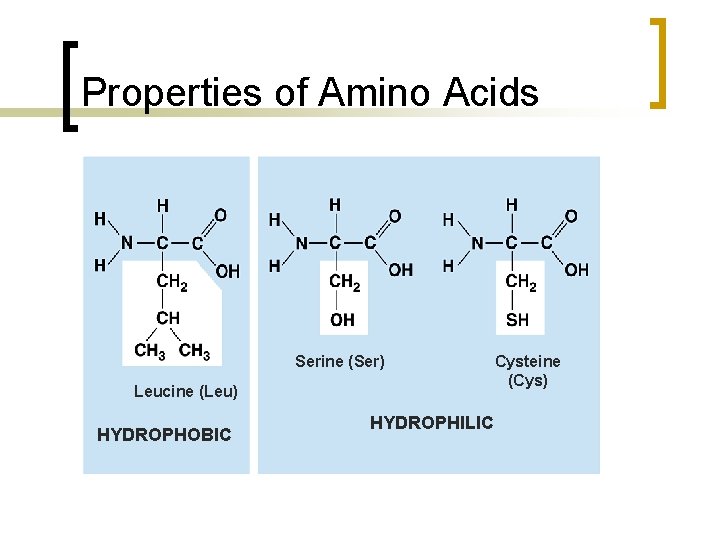 Properties of Amino Acids Serine (Ser) Leucine (Leu) HYDROPHOBIC HYDROPHILIC Cysteine (Cys) 