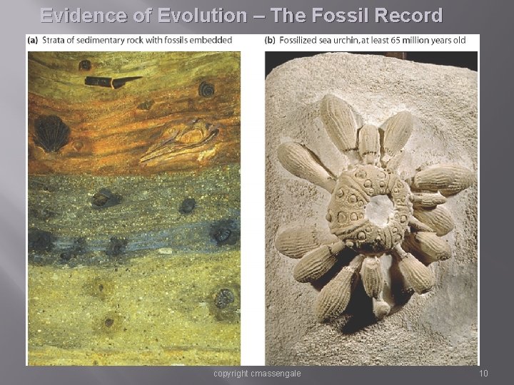 Evidence of Evolution – The Fossil Record copyright cmassengale 10 Evidence of Evolution – The Fossil Record copyright cmassengale 10