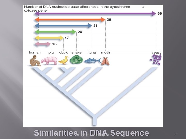 Similarities in DNA Sequence copyright cmassengale 11 Similarities in DNA Sequence copyright cmassengale 11