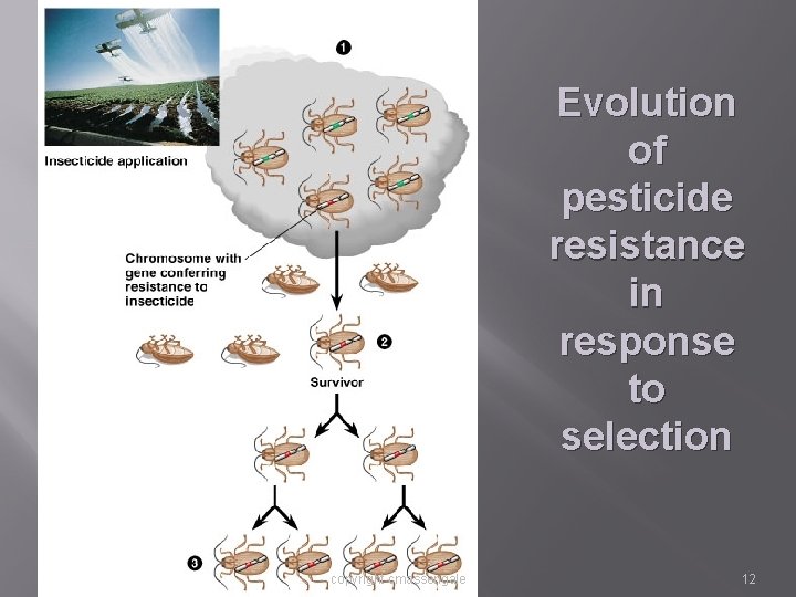 Evolution of pesticide resistance in response to selection copyright cmassengale 12 Evolution of pesticide resistance in response to selection copyright cmassengale 12