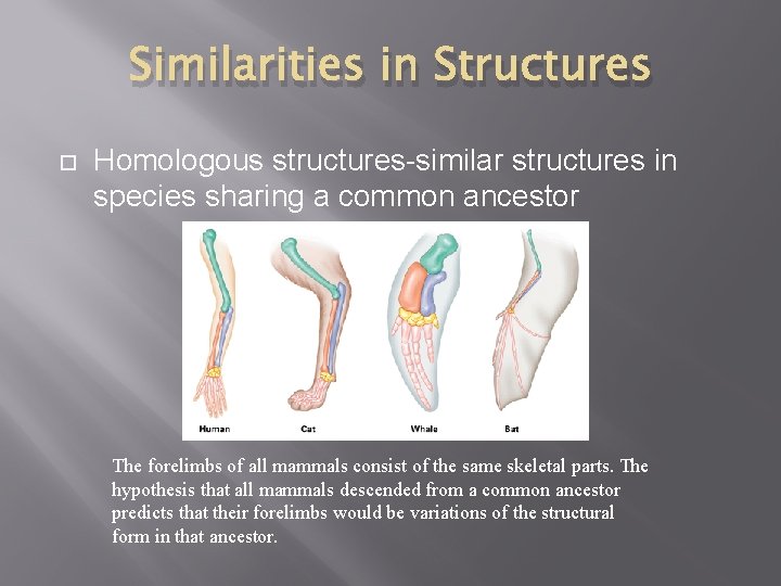 Similarities in Structures Homologous structures-similar structures in species sharing a common ancestor The forelimbs Similarities in Structures Homologous structures-similar structures in species sharing a common ancestor The forelimbs