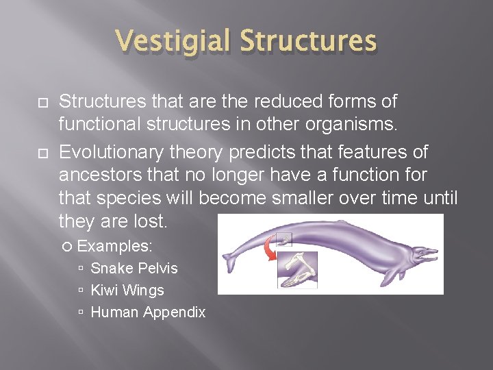 Vestigial Structures that are the reduced forms of functional structures in other organisms. Evolutionary Vestigial Structures that are the reduced forms of functional structures in other organisms. Evolutionary