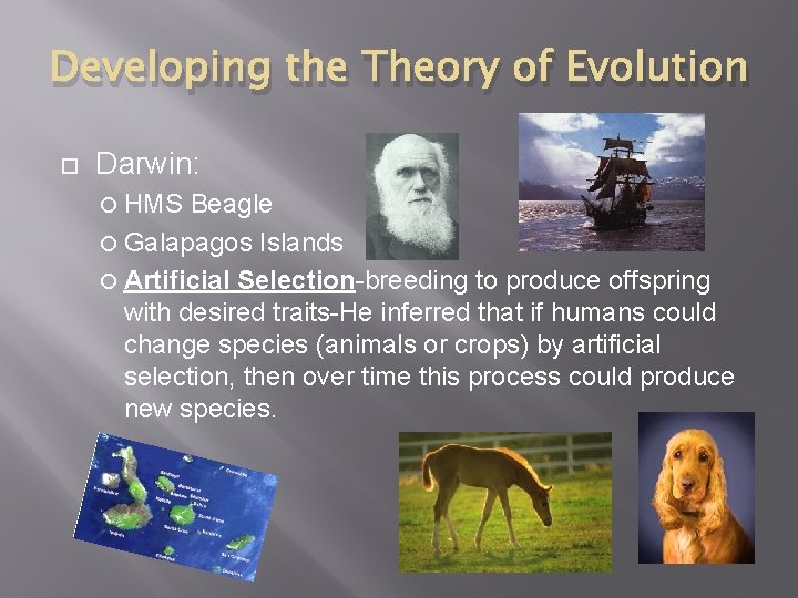 Developing the Theory of Evolution Darwin: HMS Beagle Galapagos Islands Artificial Selection-breeding to produce Developing the Theory of Evolution Darwin: HMS Beagle Galapagos Islands Artificial Selection-breeding to produce