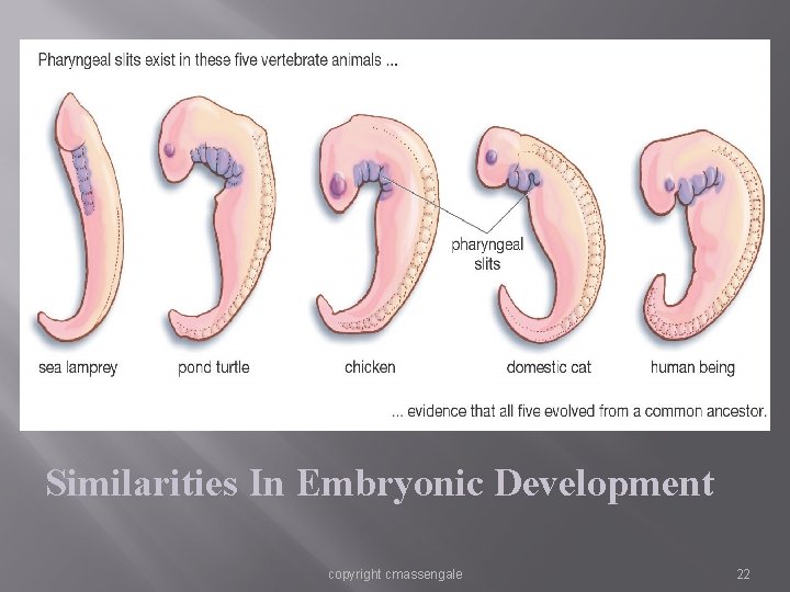 Evidence for Evolution - Comparative Embryology Similarities In Embryonic Development copyright cmassengale 22 Evidence for Evolution - Comparative Embryology Similarities In Embryonic Development copyright cmassengale 22
