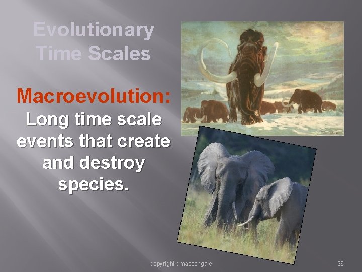 Evolutionary Time Scales Macroevolution: Long time scale events that create and destroy species. copyright Evolutionary Time Scales Macroevolution: Long time scale events that create and destroy species. copyright