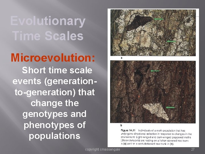 Evolutionary Time Scales Microevolution: Short time scale events (generationto-generation) that change the genotypes and Evolutionary Time Scales Microevolution: Short time scale events (generationto-generation) that change the genotypes and