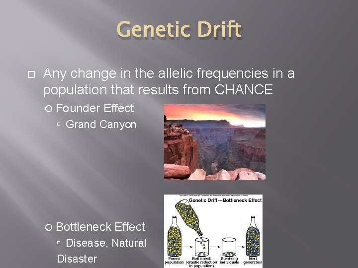 Genetic Drift Any change in the allelic frequencies in a population that results from Genetic Drift Any change in the allelic frequencies in a population that results from