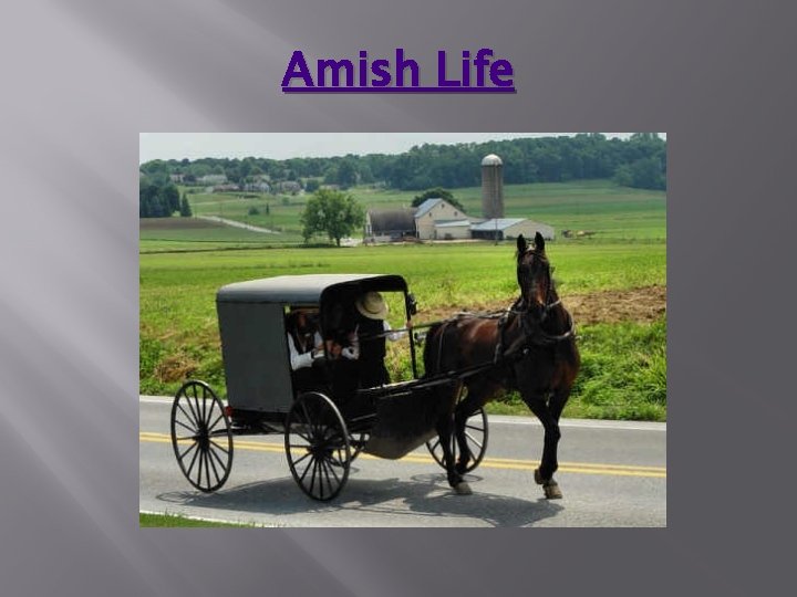 Amish Life Amish Life