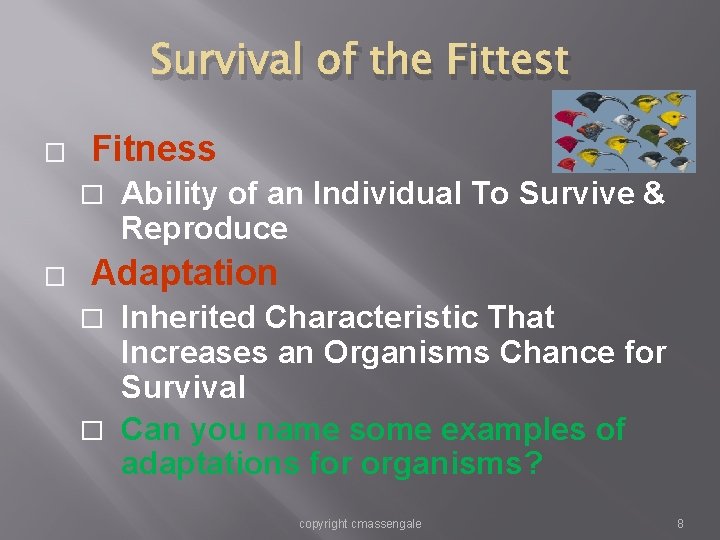Survival of the Fittest � Fitness � � Ability of an Individual To Survive Survival of the Fittest � Fitness � � Ability of an Individual To Survive