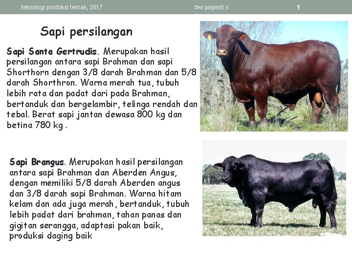 teknologi produksi ternak, 2017 dwi pagesti s Sapi persilangan Sapi Santa Gertrudis. Merupakan hasil