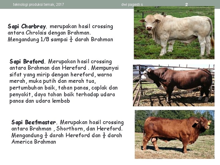 teknologi produksi ternak, 2017 dwi pagesti s Sapi Charbray. merupakan hasil crossing antara Chrolais