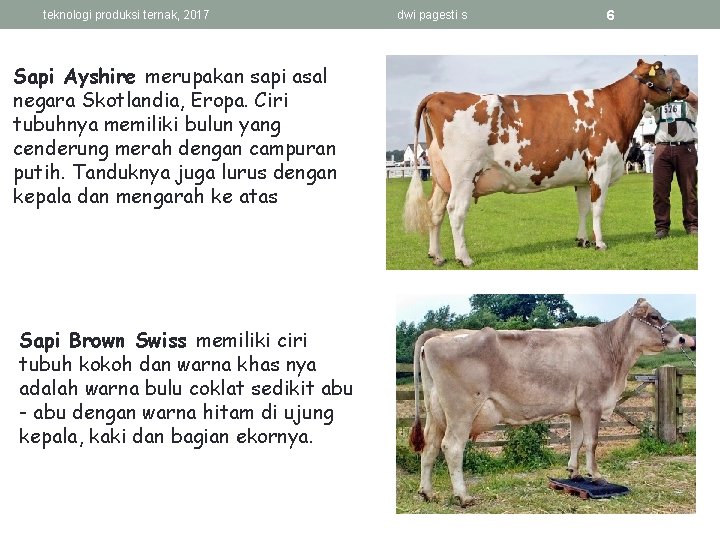 teknologi produksi ternak, 2017 Sapi Ayshire merupakan sapi asal negara Skotlandia, Eropa. Ciri tubuhnya